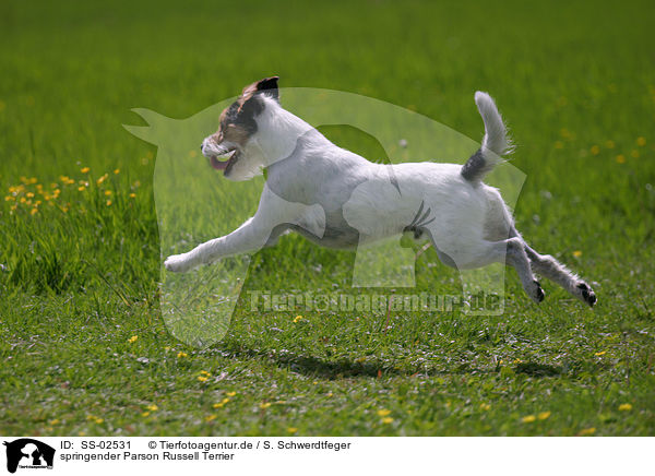 springender Parson Russell Terrier / jumping Parson Russell Terrier / SS-02531