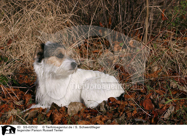 liegender Parson Russell Terrier / lying Parson Russell Terrier / SS-02532
