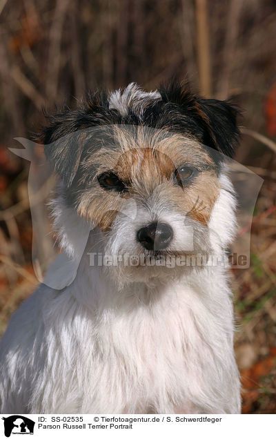 Parson Russell Terrier Portrait / SS-02535