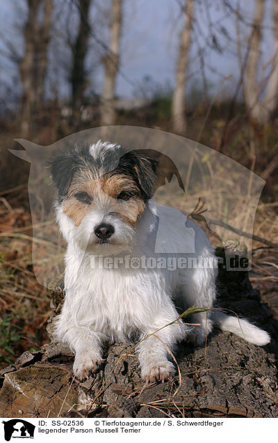 liegender Parson Russell Terrier / lying Parson Russell Terrier / SS-02536