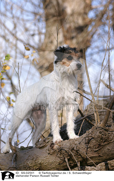 stehender Parson Russell Terrier / standing Parson Russell Terrier / SS-02541