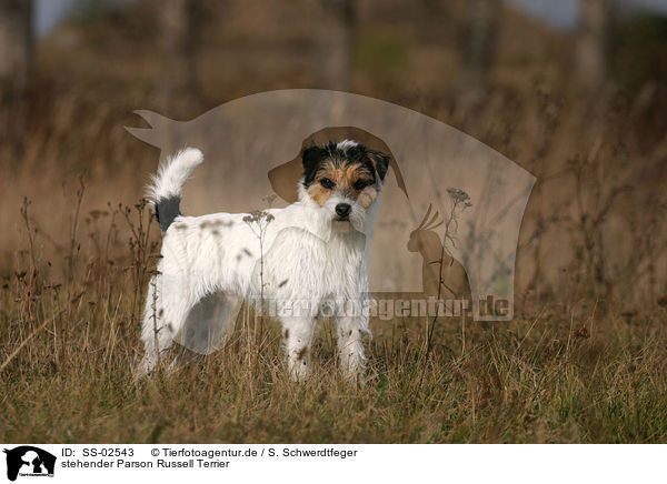 stehender Parson Russell Terrier / standing Parson Russell Terrier / SS-02543