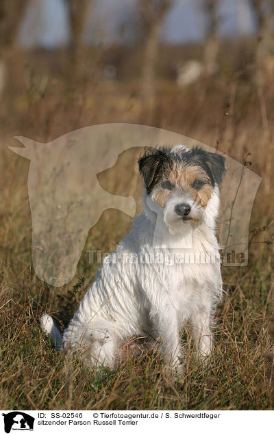 sitzender Parson Russell Terrier / sitting Parson Russell Terrier / SS-02546