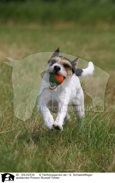 spielender Parson Russell Terrier / playing Parson Russell Terrier / SS-02534