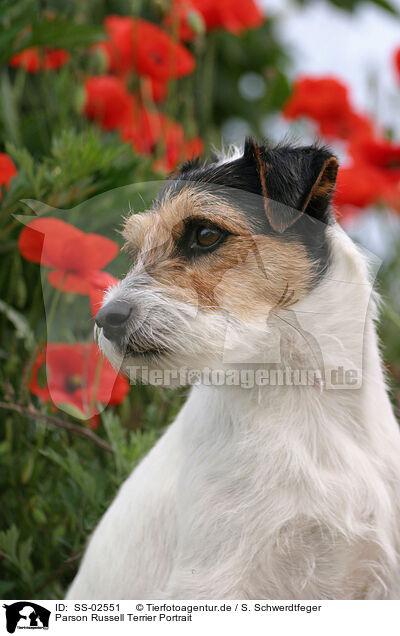 Parson Russell Terrier Portrait / Parson Russell Terrier Portrait / SS-02551