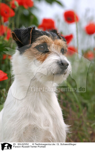 Parson Russell Terrier Portrait / SS-02552