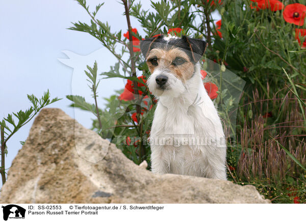 Parson Russell Terrier Portrait / Parson Russell Terrier Portrait / SS-02553