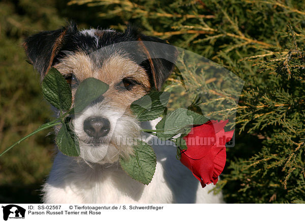 Parson Russell Terrier mit Rose / SS-02567
