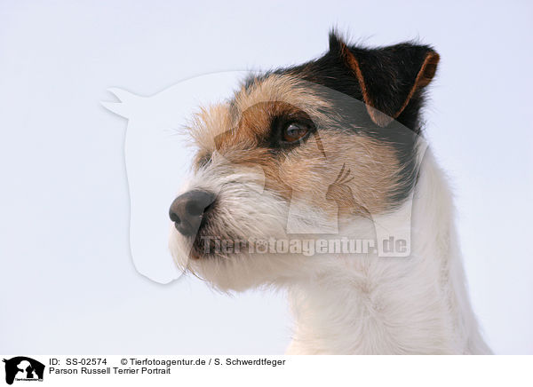 Parson Russell Terrier Portrait / Parson Russell Terrier Portrait / SS-02574