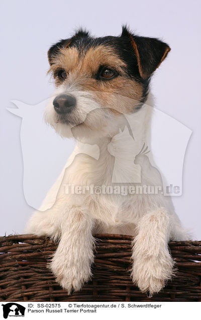 Parson Russell Terrier Portrait / Parson Russell Terrier Portrait / SS-02575