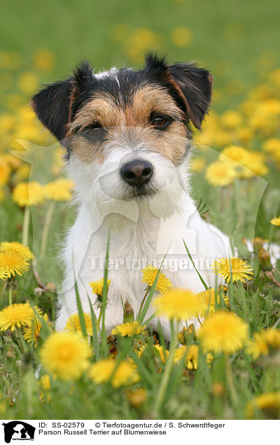 Parson Russell Terrier auf Blumenwiese / Parson Russell Terrier in flower field / SS-02579