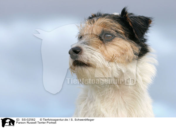 Parson Russell Terrier Portrait / Parson Russell Terrier Portrait / SS-02582