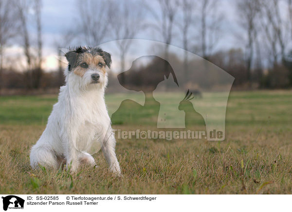 sitzender Parson Russell Terrier / sitting Parson Russell Terrier / SS-02585
