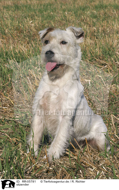 sitzender / sitting Parson Russell Terrier / RR-05781