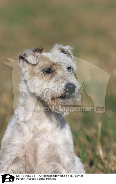 Parson Russell Terrier Portrait / RR-05784