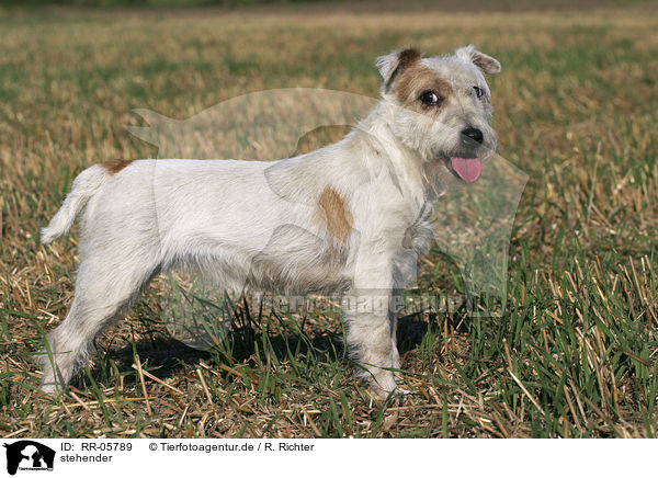 stehender / standing Parson Russell Terrier / RR-05789