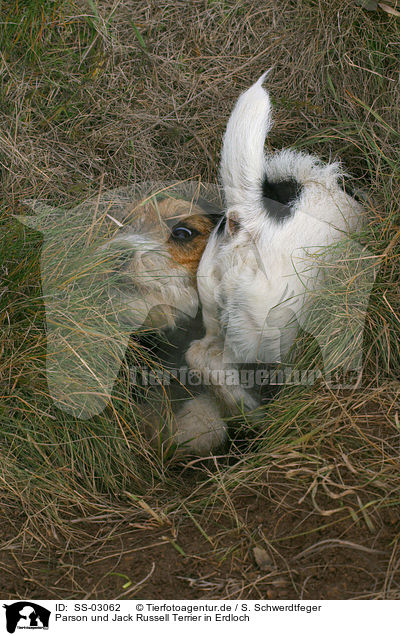 Parson und Jack Russell Terrier in Erdloch / Parson and Jack Russell Terrier in sinkhole / SS-03062