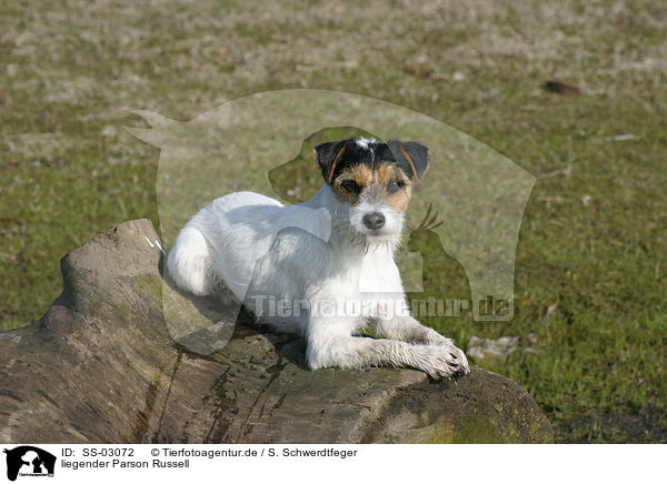 liegender Parson Russell / lying Parson Russell Terrier / SS-03072