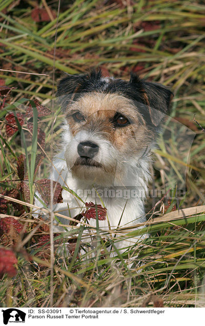 Parson Russell Terrier Portrait / Parson Russell Terrier Portrait / SS-03091