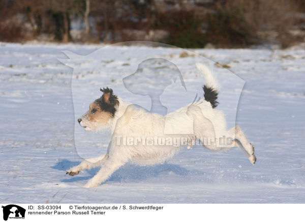 rennender Parson Russell Terrier / running Parson Russell Terrier / SS-03094