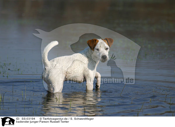 badender junger Parson Russell Terrier / bathing young Parson Russell Terrier / SS-03194