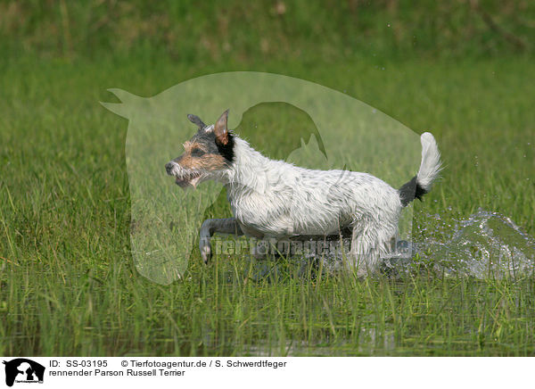 rennender Parson Russell Terrier / running Parson Russell Terrier / SS-03195