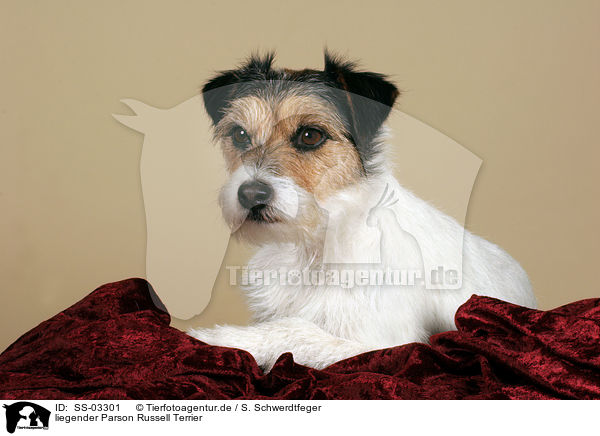 liegender Parson Russell Terrier / lying Parson Russell Terrier / SS-03301