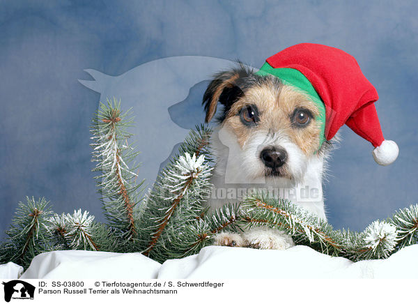 Parson Russell Terrier als Weihnachtsmann / Parson Russell Terrier as Christmas Dog / SS-03800