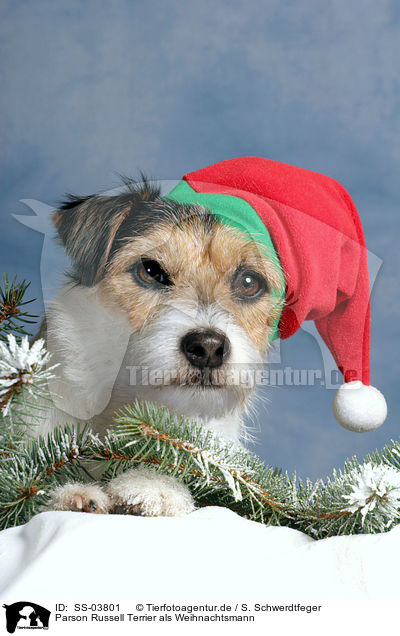 Parson Russell Terrier als Weihnachtsmann / SS-03801