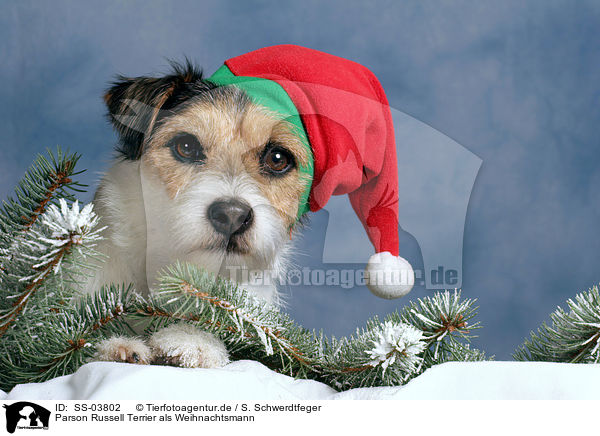 Parson Russell Terrier als Weihnachtsmann / SS-03802