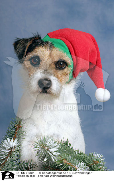 Parson Russell Terrier als Weihnachtsmann / SS-03804