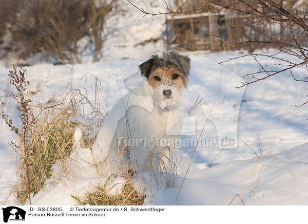 Parson Russell Terrier im Schnee / Parson Russell Terrier in the snow / SS-03805