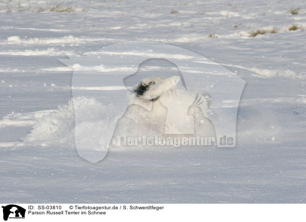 Parson Russell Terrier im Schnee / Parson Russell Terrier in the snow / SS-03810