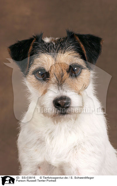 Parson Russell Terrier Portrait / Parson Russell Terrier Portrait / SS-03816