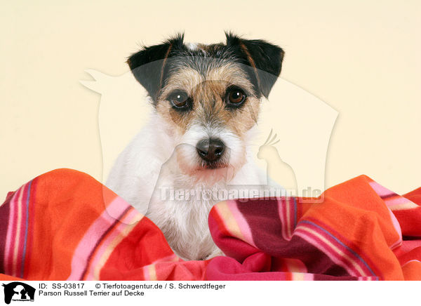 Parson Russell Terrier auf Decke / Parson Russell Terrier on blanket / SS-03817