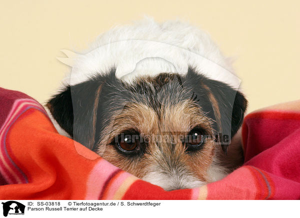 Parson Russell Terrier auf Decke / SS-03818