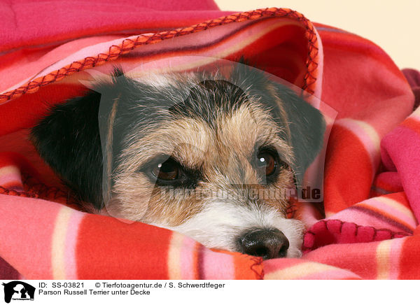 Parson Russell Terrier unter Decke / SS-03821