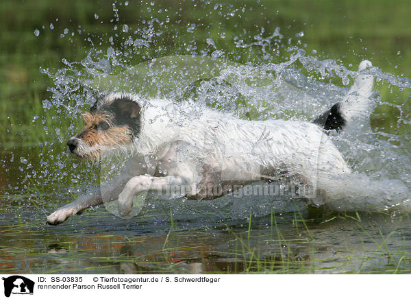 rennender Parson Russell Terrier / SS-03835