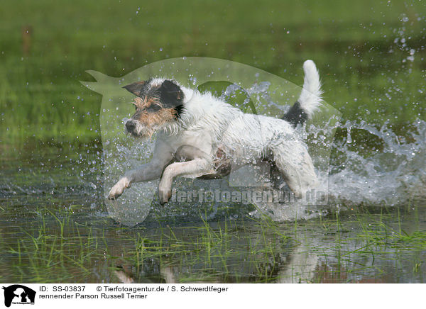 rennender Parson Russell Terrier / running Parson Russell Terrier / SS-03837
