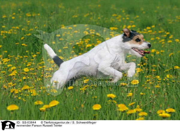 rennender Parson Russell Terrier / SS-03844