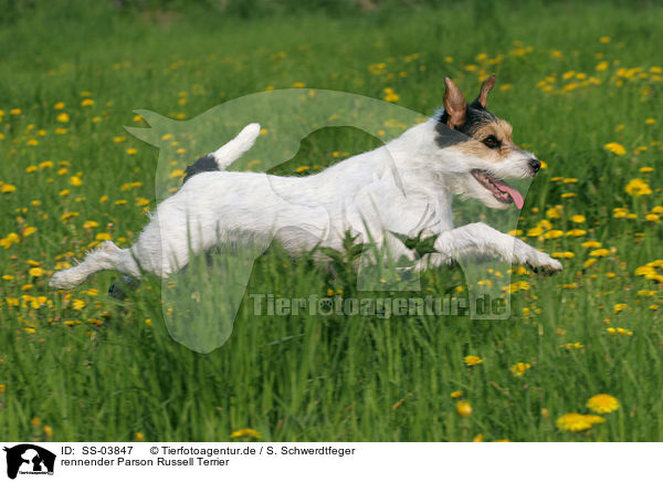 rennender Parson Russell Terrier / running Parson Russell Terrier / SS-03847