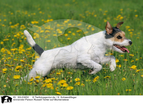 rennender Parson Russell Terrier auf Blumenwiese / running Parson Russell Terrier in flower field / SS-03850