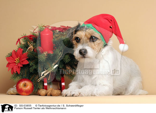 Parson Russell Terrier als Weihnachtsmann / Parson Russell Terrier as Christmas Dog / SS-03855