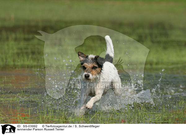 rennender Parson Russell Terrier / running Parson Russell Terrier / SS-03992