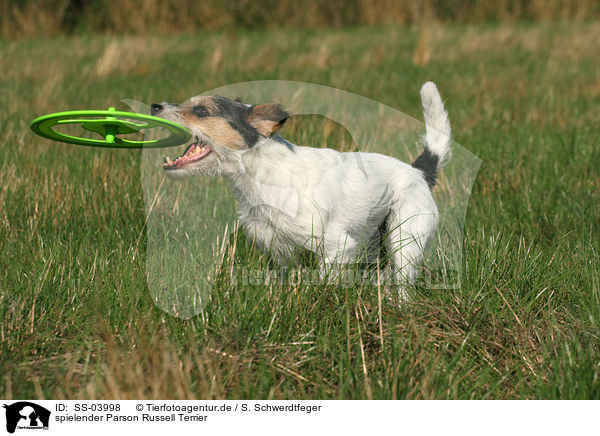 spielender Parson Russell Terrier / playing Parson Russell Terrier / SS-03998