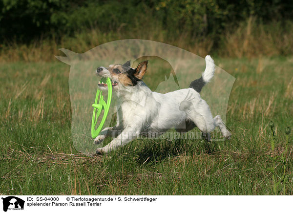 spielender Parson Russell Terrier / playing Parson Russell Terrier / SS-04000