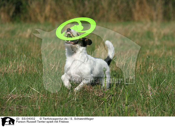 Parson Russell Terrier spielt mit Frisbee / playing Parson Russell Terrier / SS-04002