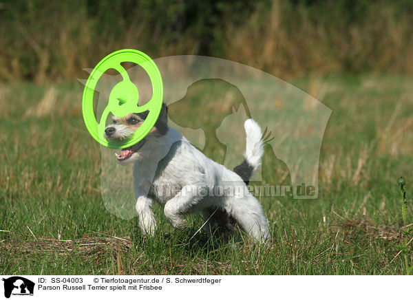 Parson Russell Terrier spielt mit Frisbee / playing Parson Russell Terrier / SS-04003