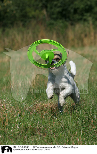 spielender Parson Russell Terrier / playing Parson Russell Terrier / SS-04008