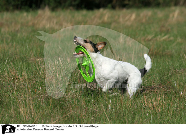 spielender Parson Russell Terrier / playing Parson Russell Terrier / SS-04010